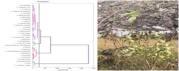 Image result for Leucas milanjiana