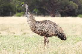 Emuamericas, llc is the north american marketer, seller and distributor for all emu® and related products for commercial use. Emu Wikipedia