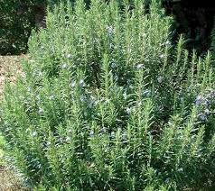 Piante officinali in Calabria: Rosmarino - ARSAC Servizi in Agricoltura  Calabria