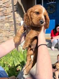 First and middle name! : r/NameMyDog