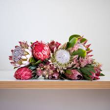 Image result for Protea argyrea