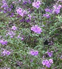 Maybe you would like to learn more about one of these? Prostanthera Rotundifolia Australian Mint Bush In 2021 Perennial Garden Australian Native Plants Native Garden