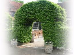 Image result for Živý plot z habru