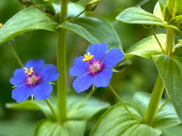 Image result for Anagallis serpens