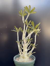 Image result for Dorstenia tayloriana