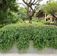 Image result for Phyllanthus confusus
