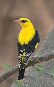 Birds In My Area Now Indian Golden Oriole Thanks To Belinda Jackson Who Previously Pinned This To My Now Defunct Generic Bird Board Nature Birds Beautiful Birds Pretty Birds