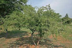 Image result for Dichrostachys