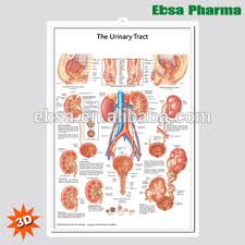 The Educational Plastic 3d Medical Urinary Tract Anatomical Wall Charts Poster Buy 3d Poster Educational Wall Charts The Urinary Tract Anatomical