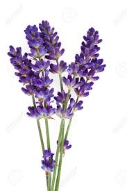 Lavender Flower Stock Photos Pictures Royalty Free Lavender Flower Images And Stock Photography Lavender Flowers Flower Images Medicinal Herbs Garden