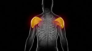 Using the international anatomical terminology. Deltoid Visible Muscle Anatomy Map Stock Video Pond5