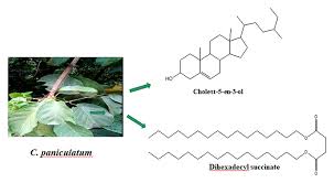 Image result for Combretum paniculatum