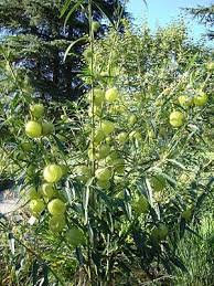 Image result for Gomphocarpus physocarpus