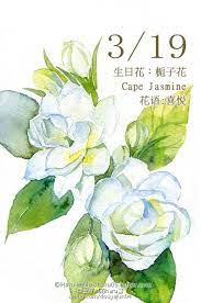 3月19日の生日花 栀子花 花语 喜悦花占 来自栀子南茉 的图片分享 堆糖 flower drawing watercolor plants watercolor flowers