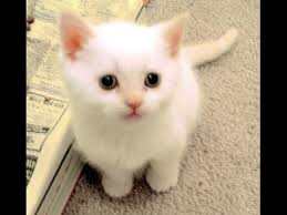 150 gambar kucing lucu dan imut anggora persia maine sumber sealkazzsoftware.blogspot.com. Lucu Video Kucing Anggora Konyol Youtube
