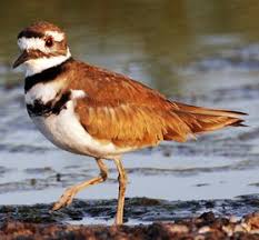 Bird With Orange Belly And Black Wings Killdeer Pet Birds Bird Life List Killdeer