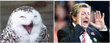 Hit the tweet button at the top ↑ 2. Roy Hodgson Looks Like An Owl Album On Imgur