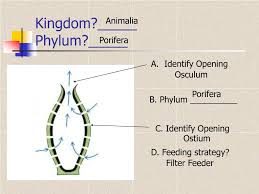 Ppt Kingdom Phylum Powerpoint Presentation Free Download Id 3116829