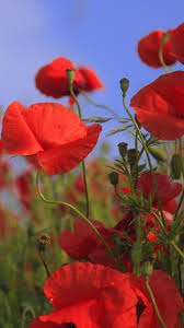 Red Poppies Wallpaper Iphone Android Desktop Backgrounds Best Flower Wallpaper Beautiful Flowers Wallpapers Poppy Wallpaper