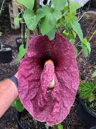 Image result for Aristolochia