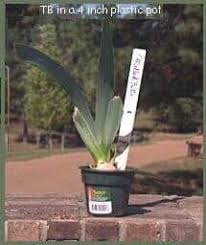 Growing iris in a container will require special attention to the needs of the plant, specifically sunlight and watering. How To Plant And Grow Potted Irises Professional Tips