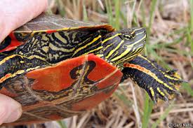 Western Painted Turtle Chrysemys Picta Bellii