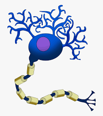 Neuron Cartoon Neurotransmitter Filled Vesicles Neurons Hd Png Download Transparent Png Image Pngitem I'm a graphic artist / illustrator and i'm available for commissions, check more info below.