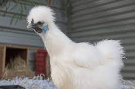 The Ultimate Guide On The Silkie Chicken