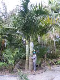 Image result for Monopsis decipiens