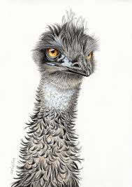 Emu Too Coloured Pencil Drawing Etsy Emu Drawing Drawings Animal Paintings Color Pencil Drawing