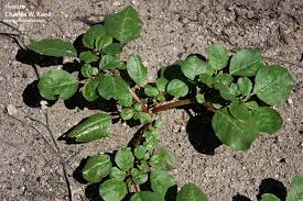 Image result for Trianthema