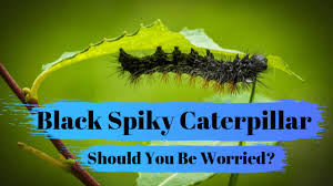 Black And Red Spiky Caterpillar California Black Spiky Caterpillars Should You Be Worried