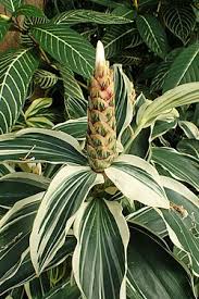 Image result for Costus
