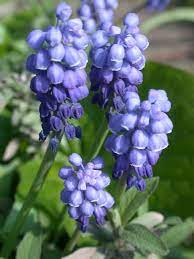 Use them in commercial designs under lifetime, perpetual & worldwide rights. Small Blue Bulbs Broadleigh Gardens
