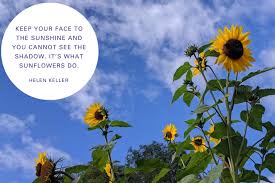 Sunflowers are one of the most recognizable flowers. Sunflowers Thrive