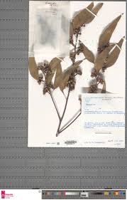 Image result for Hermannia micropetala