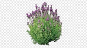 Check spelling or type a new query. Purple Flowers English Lavender French Lavender Plant Pianta Aromatica Lavandula Dentata Lavanda Herbaceous Plant Color Png Pngegg