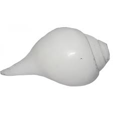 As for the last tub, it needs to have 1/8 cups of salt. Plain Conch Shell Sankha Powerful Ancient Healing Therapeutic Instrument Hand Work Coffee Brown Color Small Size