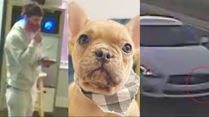 Surveillance video from all about puppies store shows farfan in drag carrying the french bulldog in his arms on october 2. Police Searching For Stolen French Bulldog From Largo Pet Store Wtsp Com