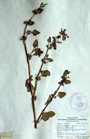 Image result for Pedalium