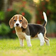Initially bred to be a hunting and tracking dog, beagles have incredibly powerful noses, short legs that keep them near their scent, and superior intelligence. 1 Beagle Puppies For Sale By Uptown Puppies