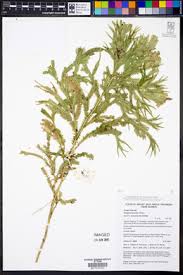 Image result for Selaginella cathedrifolia