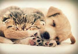 Kittens and puppies can be best friends, as long as they don't fight like cats and dogs! Puppies And Kittens Sleeping Together The Cutest Puppies Sleeping Kitten Newborn Puppies Kittens And Puppies