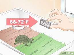 3 Ways To Feed Your Turtle If It Is Refusing To Eat Wikihow