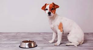 20 best dog food for puppies 2019 a buying guide