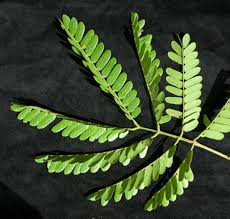 Image result for Albizia adianthifolia × gummifera