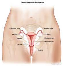 This course will show you the building blocks of the female form and how it differentiates from the male body. Reproductive System Female Anatomy Image Details Nci Visuals Online