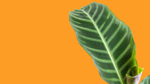 Image result for Marantaceae