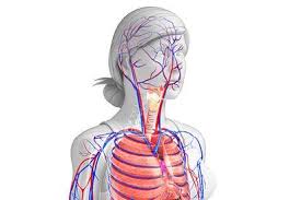 Dan merupakan sumber adapun bahan organik primer terdiri atas protein, karbohidrat, lipid dan lemak, bahan organik. Fungsi Plasma Darah Yang Vital Bagi Tubuh Apa Saja