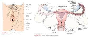 Some authors also consider the female urethra as an external female sexual organ. Anatomy Of The Female Reproductive System